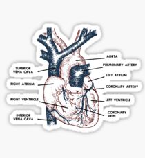 Cardio in Farbe Sticker