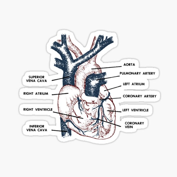Cardio in Farbe Sticker