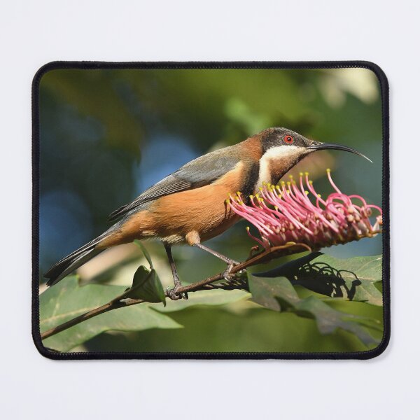Item preview, Eastern Spinebill designed and sold by quentinjlang.