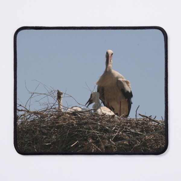 Item preview, She Stork and Fledgling Baby Storks Photograph designed and sold by taiche.