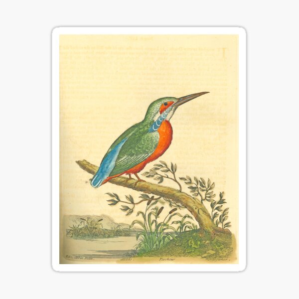 Albin's Kingfisher Sticker