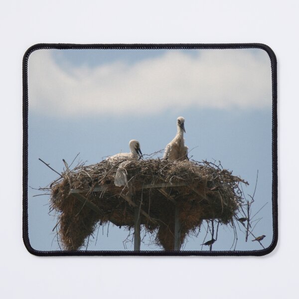 Item preview, Baby Storks Photograph designed and sold by taiche.