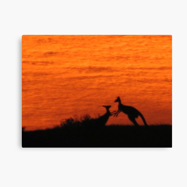 Roo'd Awakening 1 Canvas Print