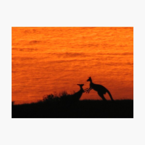 Roo'd Awakening 1 Photographic Print