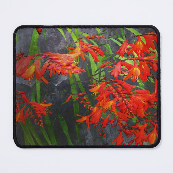 Item preview, Montbretia 3 designed and sold by WesternExposure.