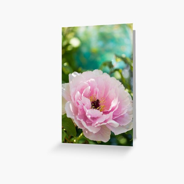 Peony in the Garden Greeting Card