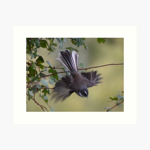Item preview, Flight of the Fantail designed and sold by lizdomett.