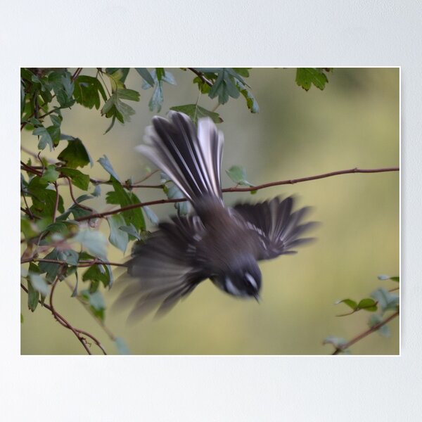 Item preview, Flight of the Fantail designed and sold by lizdomett.