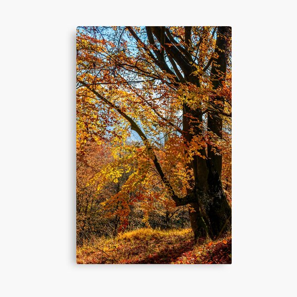 autumn forest in foliage Canvas Print