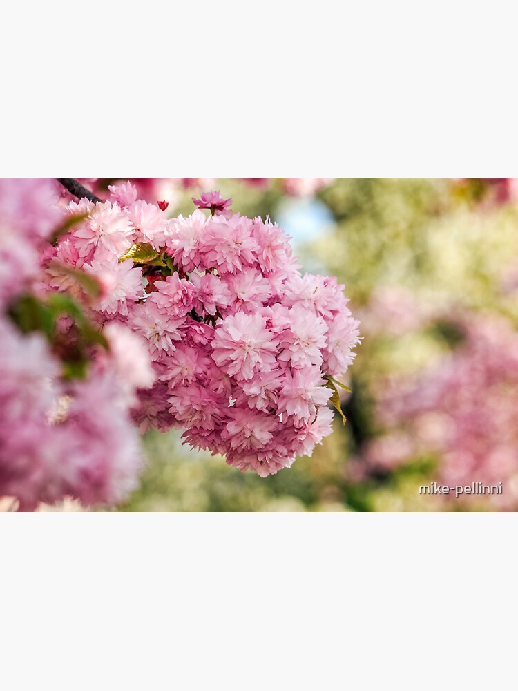 Sakura flower blossom in garden at springtime by mike-pellinni