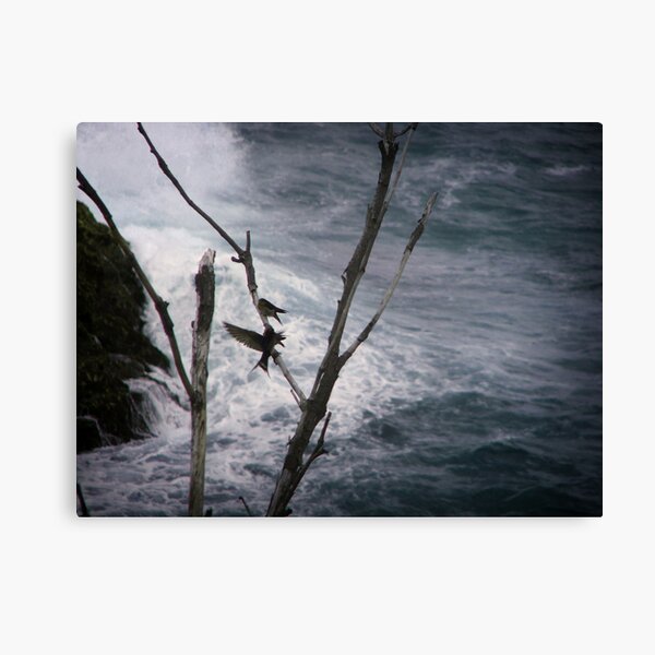 Two Swallows Canvas Print