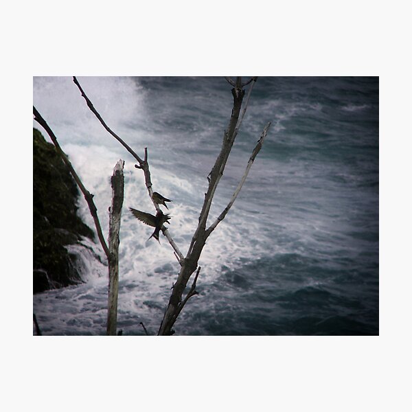 Two Swallows Photographic Print