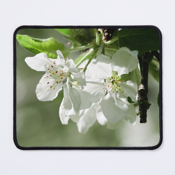 Item preview, Early summer flower show. Apple designed and sold by Jouko Lehto Photography.