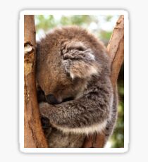 Sleeping Koala Sticker
