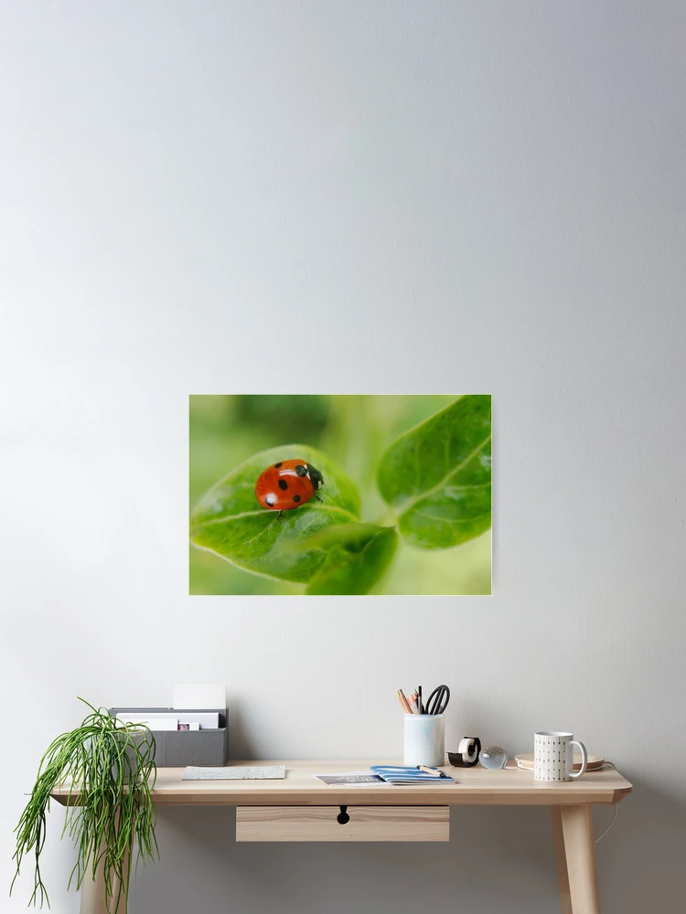 Thumbnail 2 of 3, Poster, Ladybird designed and sold by rawshutterbug.