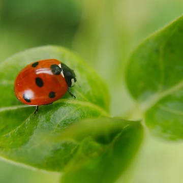 Artwork thumbnail, Ladybird by rawshutterbug