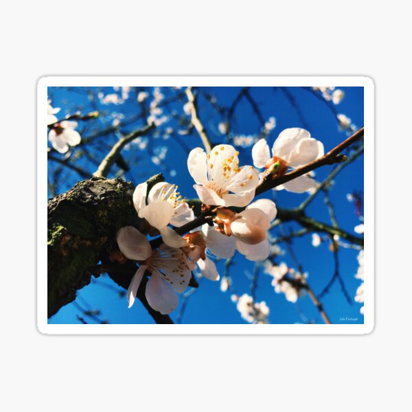 what is elegance Sticker