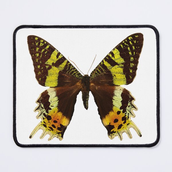 Item preview, Beautiful Madagascan sunset moth designed and sold by AnnaBBS.