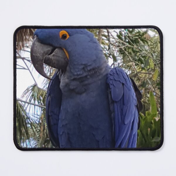 Item preview, Blue Macaw designed and sold by bertsworks300.