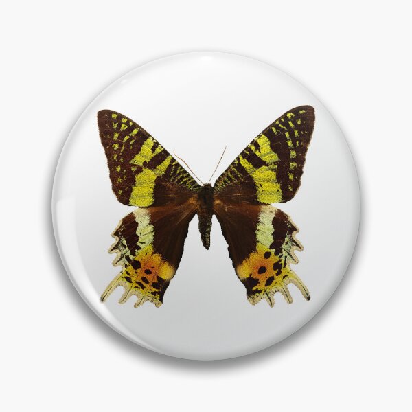 Item preview, Beautiful Madagascan sunset moth designed and sold by AnnaBBS.