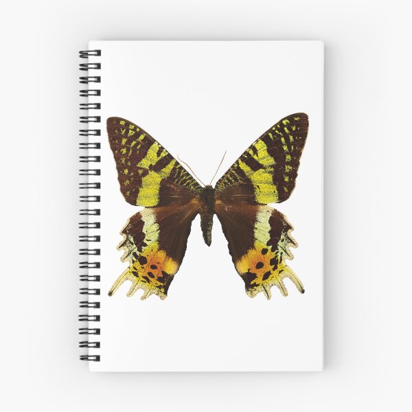 Item preview, Beautiful Madagascan sunset moth designed and sold by AnnaBBS.