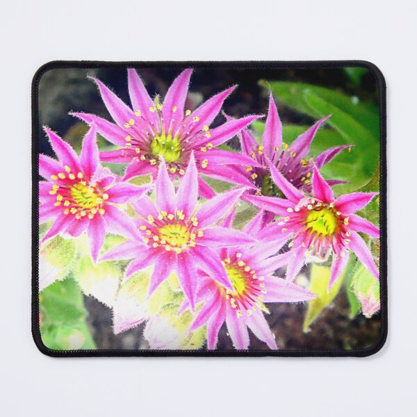 Item preview, Sempervivum designed and sold by angel1.