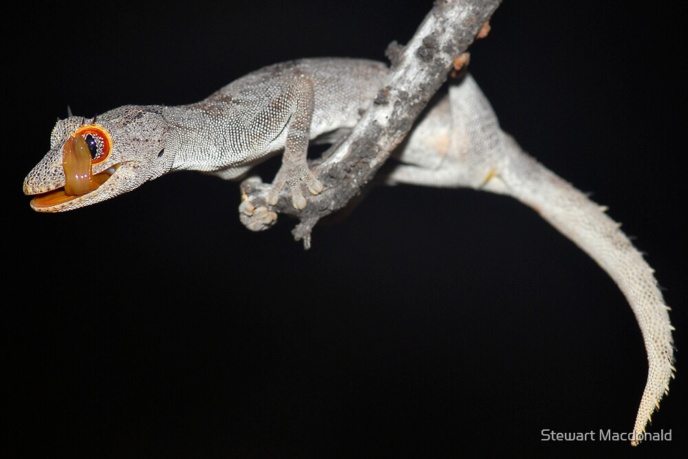 &ldquo;Northern spiny-tailed gecko&rdquo; by Stewart Macdonald | Redbubble