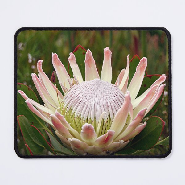Item preview, South African King Protea flower designed and sold by FranWest.