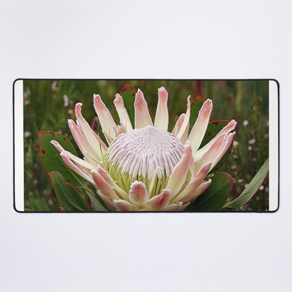 Item preview, South African King Protea flower designed and sold by FranWest.