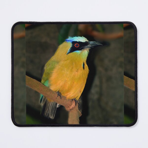 Item preview, Turquoise-browed Motmot designed and sold by Savannah Gibbs.