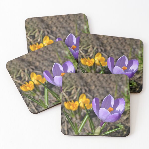 Item preview, Spring Purple and Yellow Crocus in Sunshine designed and sold by katiamelnik.