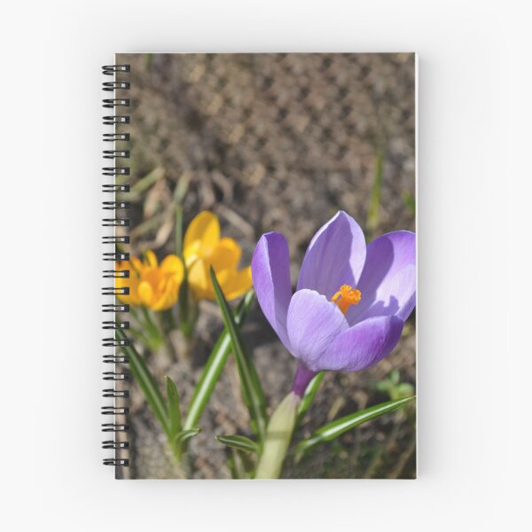 Item preview, Spring Purple and Yellow Crocus in Sunshine designed and sold by katiamelnik.