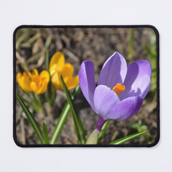 Item preview, Spring Purple and Yellow Crocus in Sunshine designed and sold by katiamelnik.