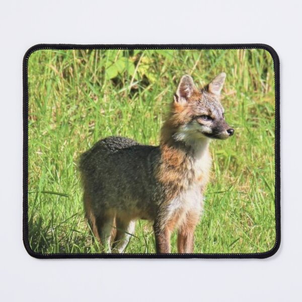 Item preview, Male gray Fox on point designed and sold by BellsPainting.