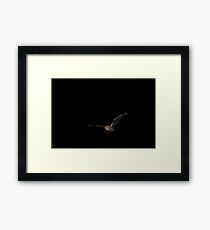 Bentwing Bat in Flight Framed Print