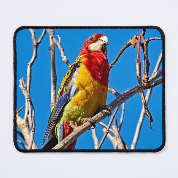Item preview, Eastern Rosella designed and sold by Robert Elliott.