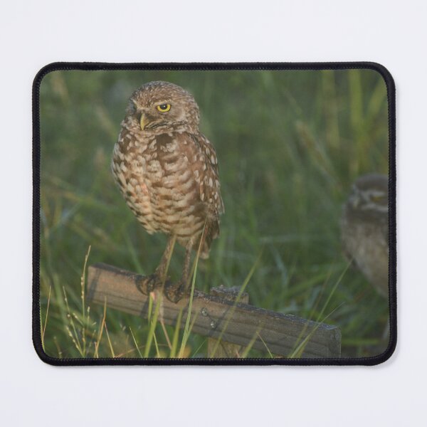 Item preview, Burrowing Owl Nest designed and sold by TinyCameraNinja.