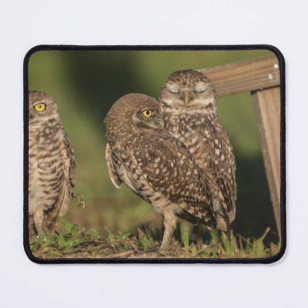 Item preview, Owls with attitude designed and sold by TinyCameraNinja.