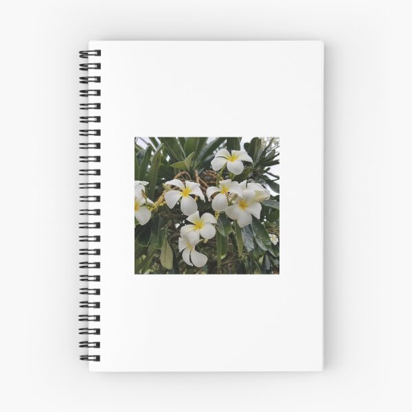 Aperçu de l'œuvre Plumeria créée et vendue par DaBoop.