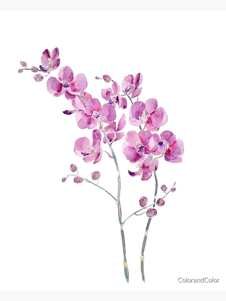 Poster zen d'orchidées pourpres -115