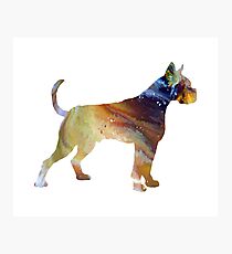 Boxer Photographic Print