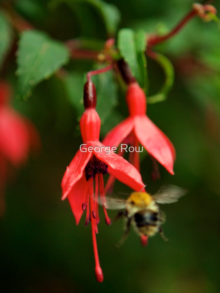 Fuchsia at Loch Na Fooey (wide) by VeryIreland