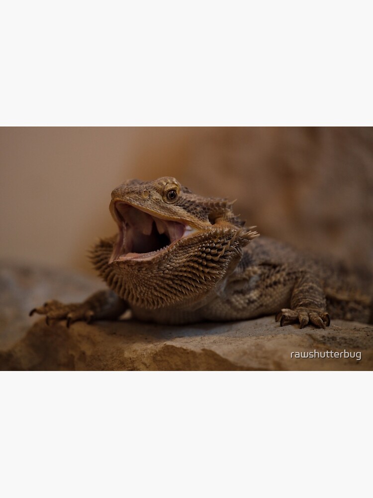 "Hissing Bearded Dragon" Poster by rawshutterbug Redbubble