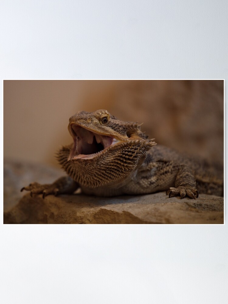 Hissing Bearded Dragon Poster for Sale by rawshutterbug