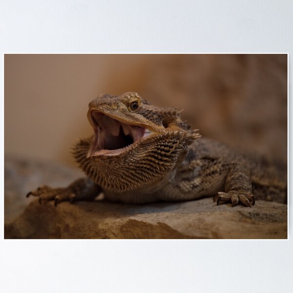 Item preview, Hissing Bearded Dragon designed and sold by rawshutterbug.