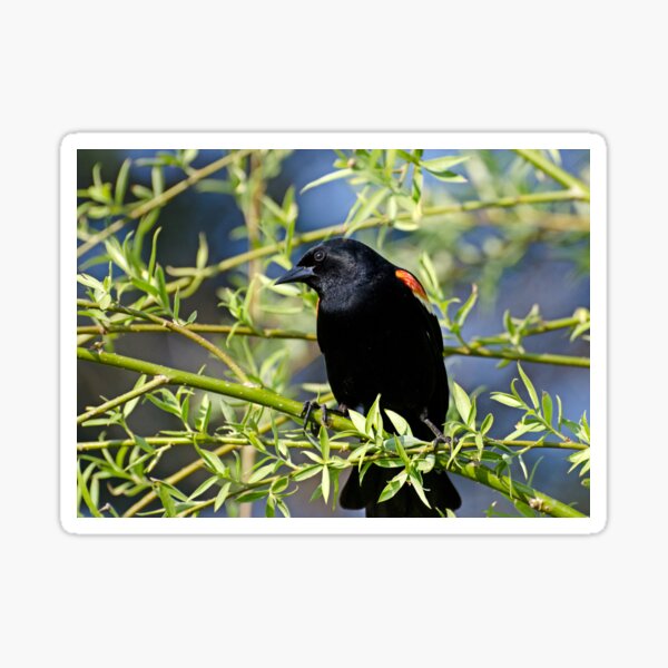 Item preview, Redwing Blackbird on Bush designed and sold by Gerda Grice Photography.