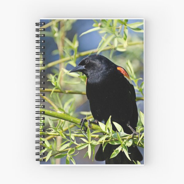 Item preview, Redwing Blackbird on Bush designed and sold by Gerda Grice Photography.