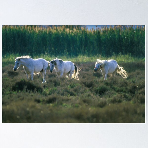 Item preview, Camargue horses designed and sold by Ingo Gerlach.
