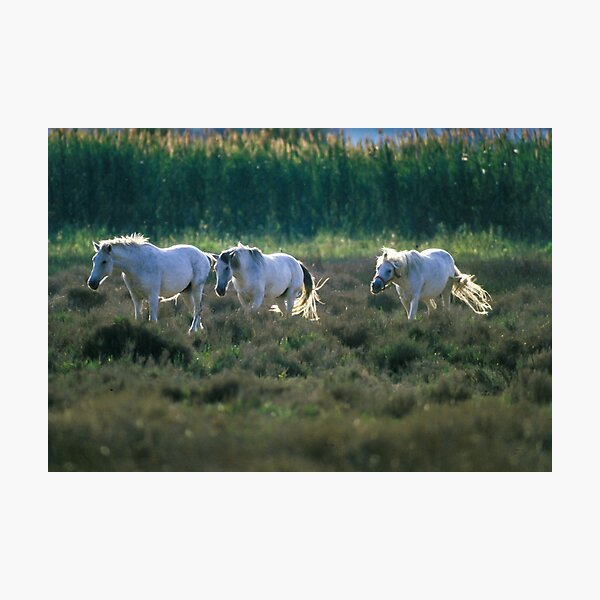 Item preview, Camargue horses designed and sold by Ingo Gerlach.