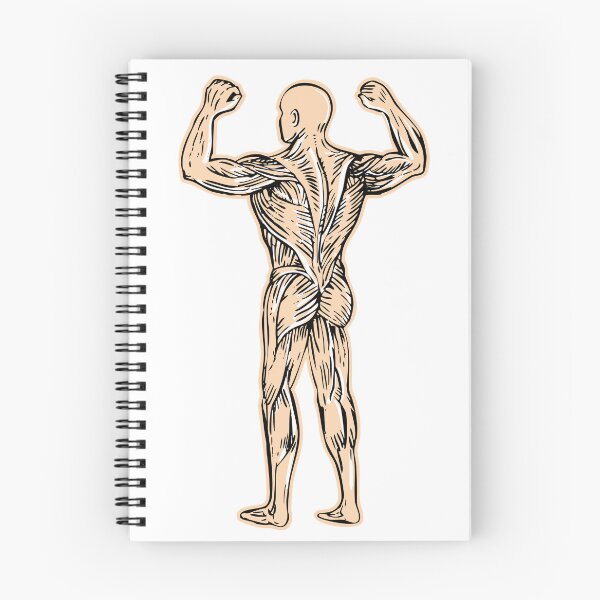 Item preview, Human Muscular System designed and sold by Shifa19.